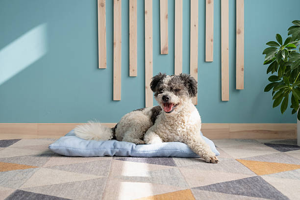 FOR DOGS