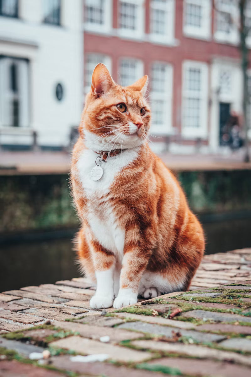 FOR CATS